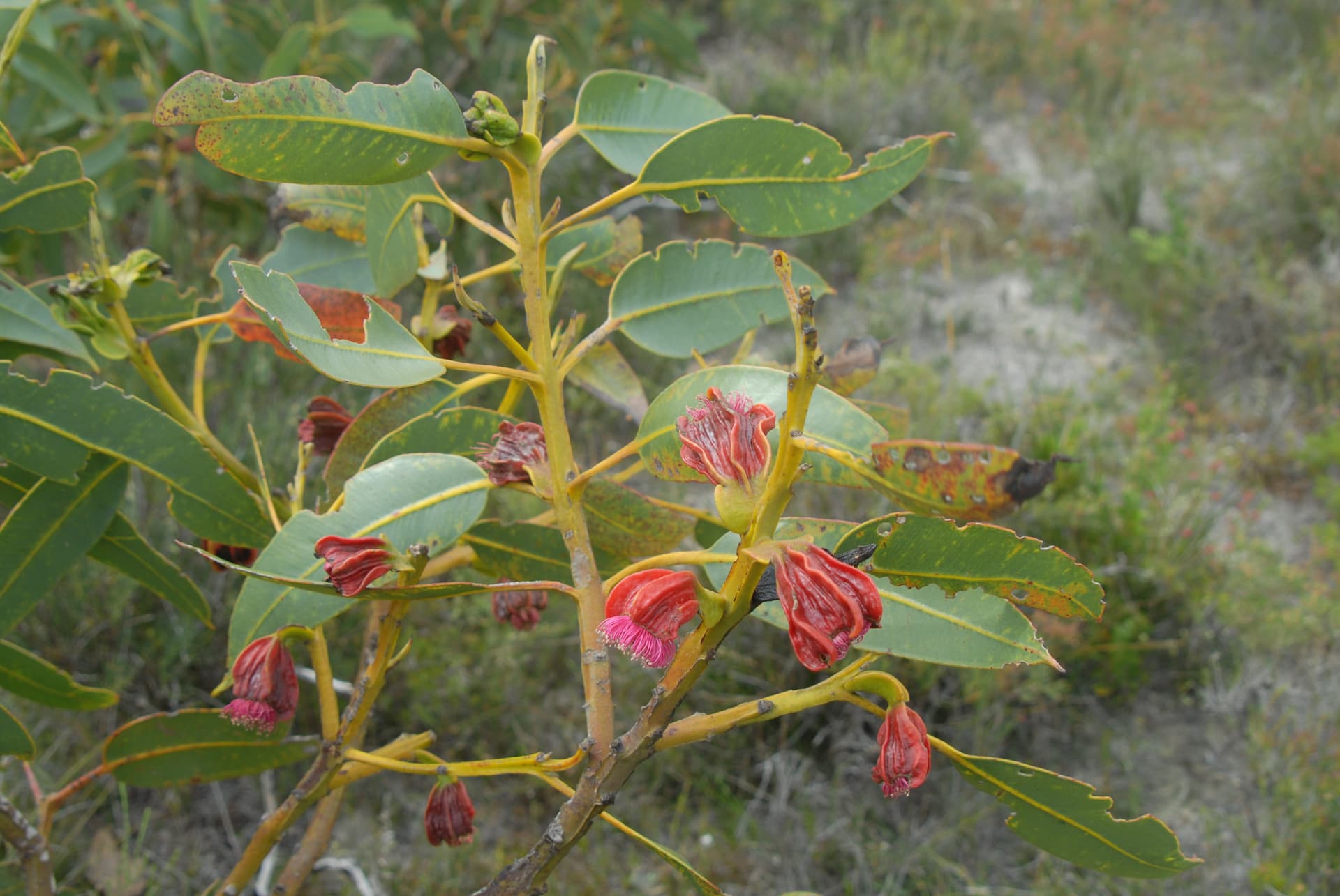 Eucalyptus Sweedmaniana