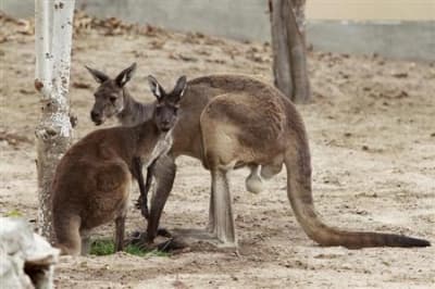 Unlocking the Mystery: Why Do Kangaroos Hop? Insights from Remote Australian Rainforests